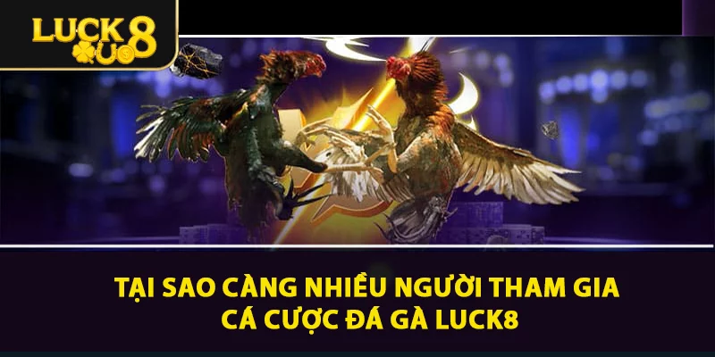 Tại sao càng nhiều người tham gia cá cược đá gà LUCK8